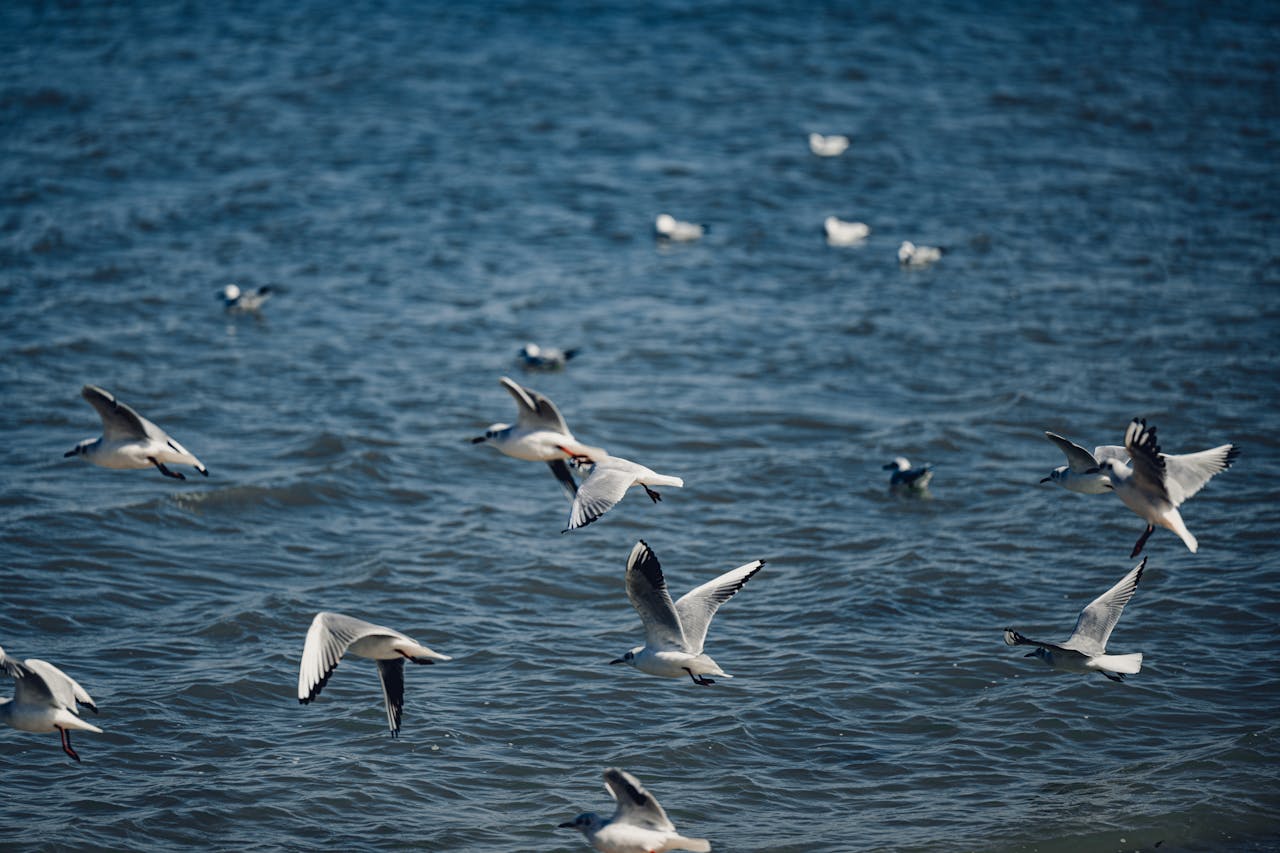 A flock of seagulls soaring over the waves in Kuwait City, capturing a moment of natural beauty.