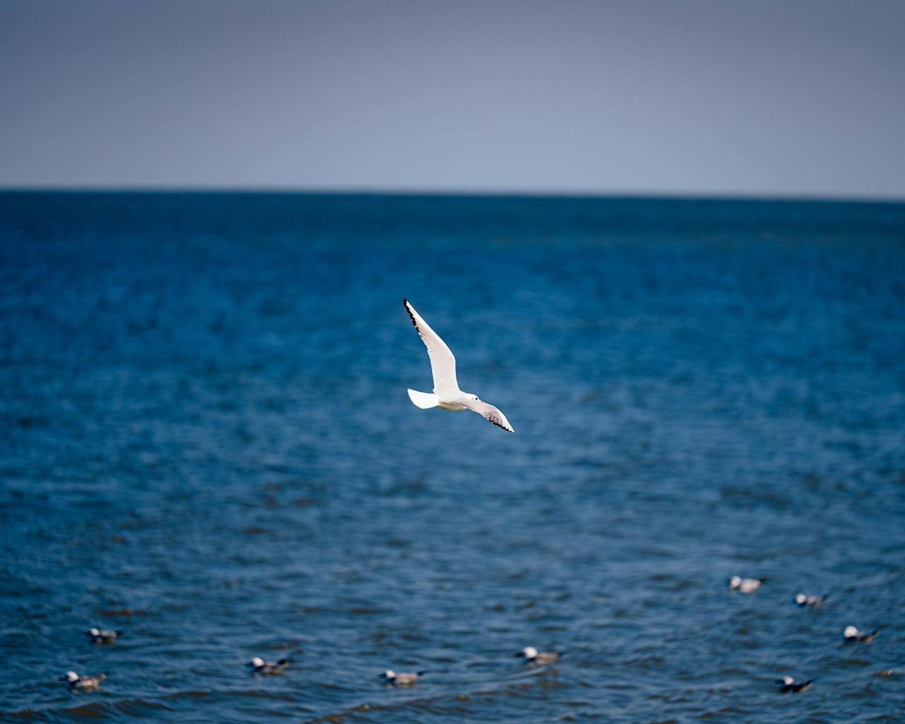 A lone seagull flying over the blue waters of Kuwait City. Captures the essence of freedom and nature.