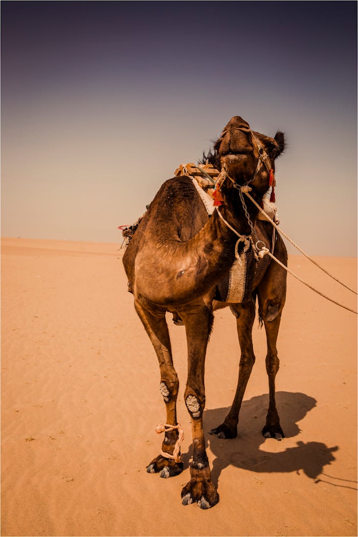 A camel stands majestically in the vast desert sands under the bright sunlight.